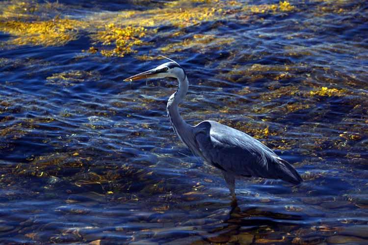 great blue heron
